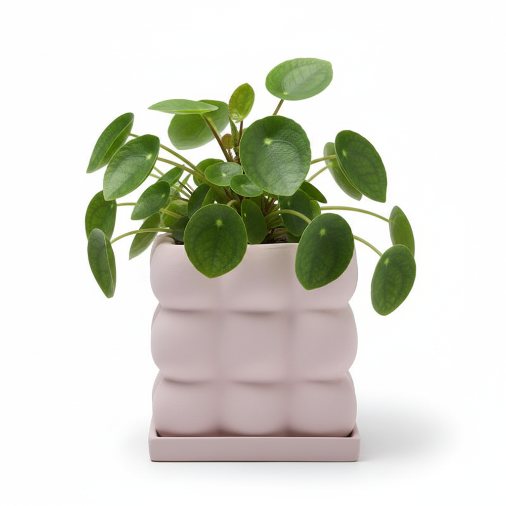 Photo de presentation du pot pilea rose pale sur fond blanc