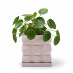 Photo de presentation du pot pilea rose pale sur fond blanc