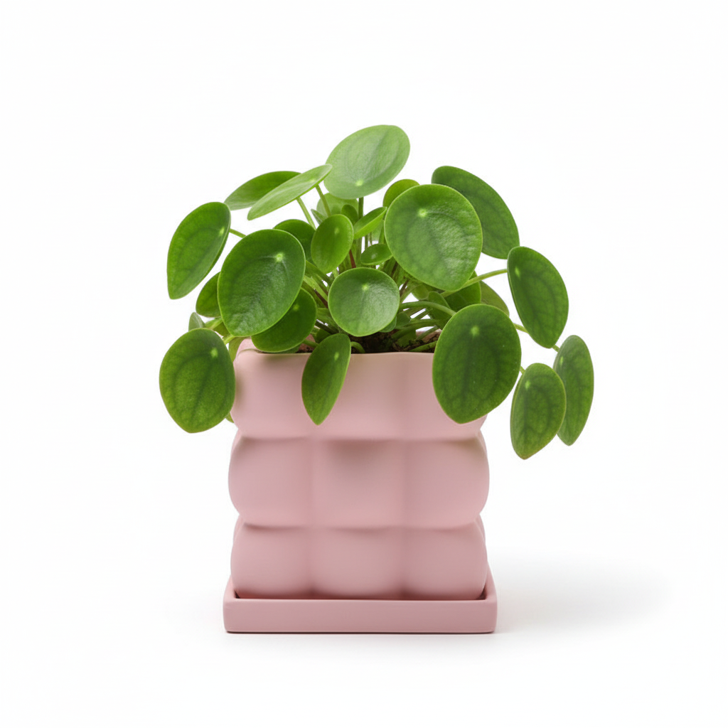 Photo de presentation du pot pilea rose sur fond blanc