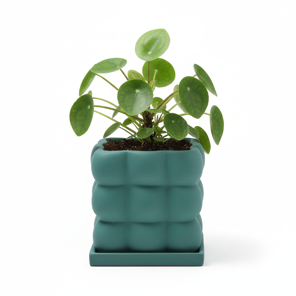 Photo de presentation du pot pilea vert sur fond blanc