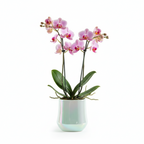 Photo de presentation du pot en ceramique orchidee bleu sur fond blanc