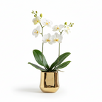 Photo de presentation du pot en ceramique orchidee or sur fond blanc