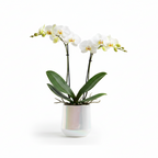 Photo de presentation du pot en ceramique orchidee blanc sur fond blanc