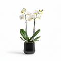 Photo de presentation du pot en ceramique orchidee noir mat sur fond blanc