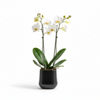 Photo de presentation du pot en ceramique orchidee noir mat sur fond blanc