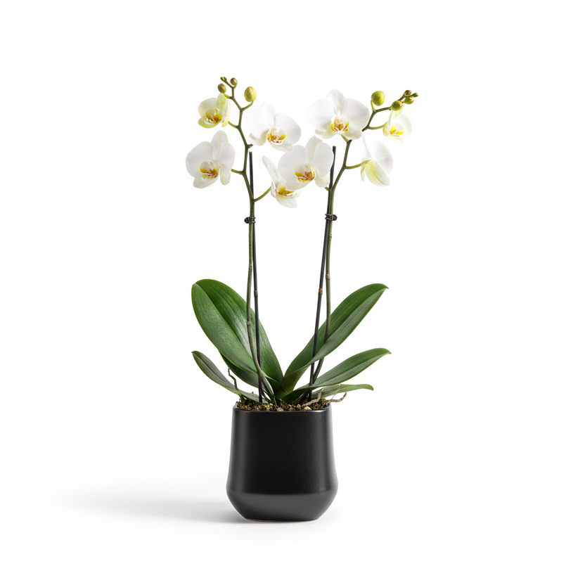 Photo de presentation du pot en ceramique orchidee noir mat sur fond blanc