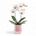 Photo de presentation du pot en ceramique orchidee rose sur fond blanc