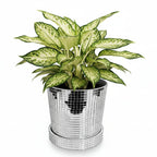 Photo de presentation du pot disco Aglaonema devant un fond blanc