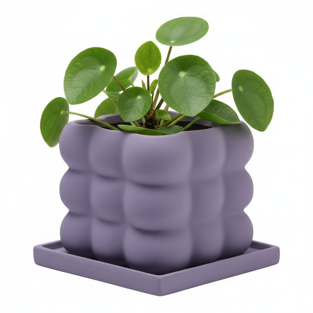 Photo de presentation du pot pilea lila sur fond blanc