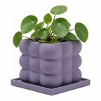 Photo de presentation du pot pilea lila sur fond blanc