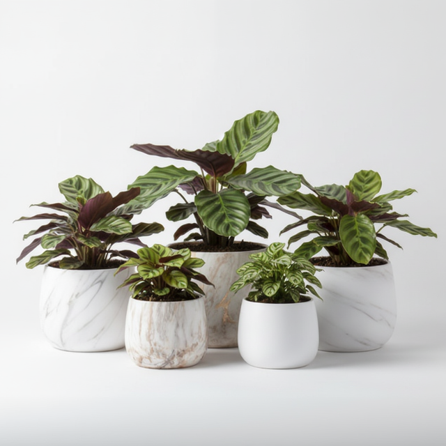Photo de presentation des caches pots style marbre calathea devant un fond blanc