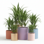 Photo de presentation des caches pots en ceramique dracaena. Les caches pots sont devant un fond blanc