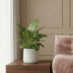 Photo de mise en situation du cache pot en ciment monstera beige dans un salon haussmanien. Les murs sont peint en beige, le sol en parquet et un togo rose est présent. Le cache pot est posé sur un support en noyer.