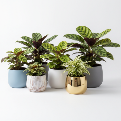 Photo de presentation de plusieurs caches pots Calathea devant un fond blanc