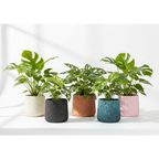 photo de presentation des differents caches pots en ciment monstera. Les couleurs presentes sont beige, noir, orange, vert, rose.