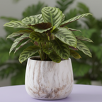 Photo de presentation du pot en ceramique Calathea marbre posé sur une table lila