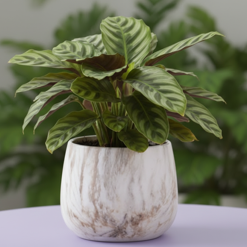 Photo de presentation du pot en ceramique Calathea marbre posé sur une table lila