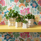 Photo de presentation des pots pilea de differentes taille sur une etagere jaune